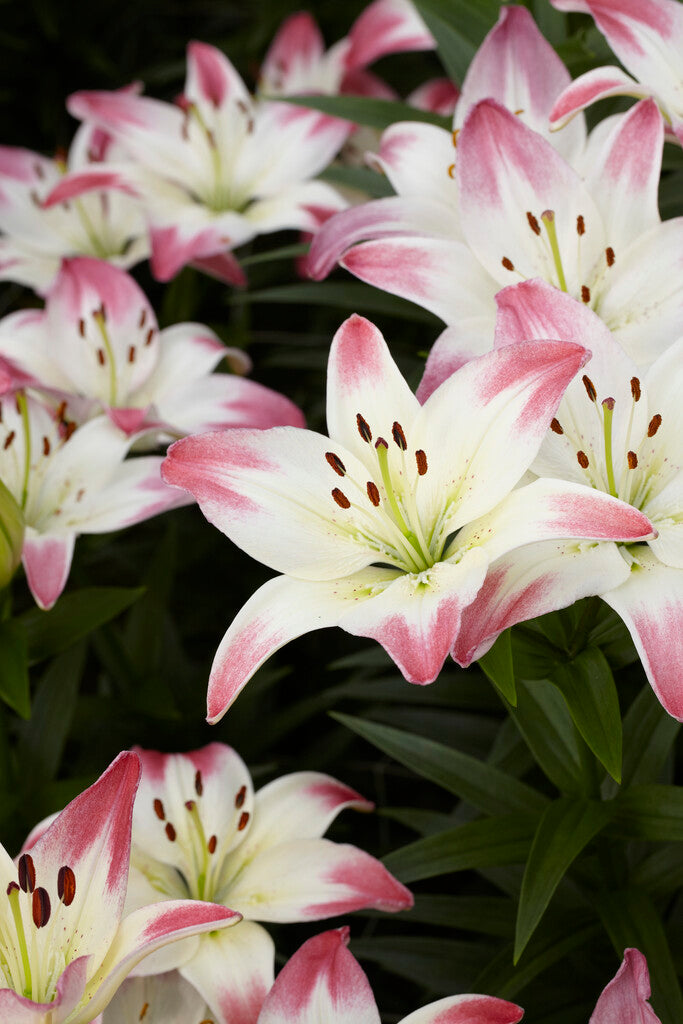 Lily-Lilium Lollypop 2-pakning